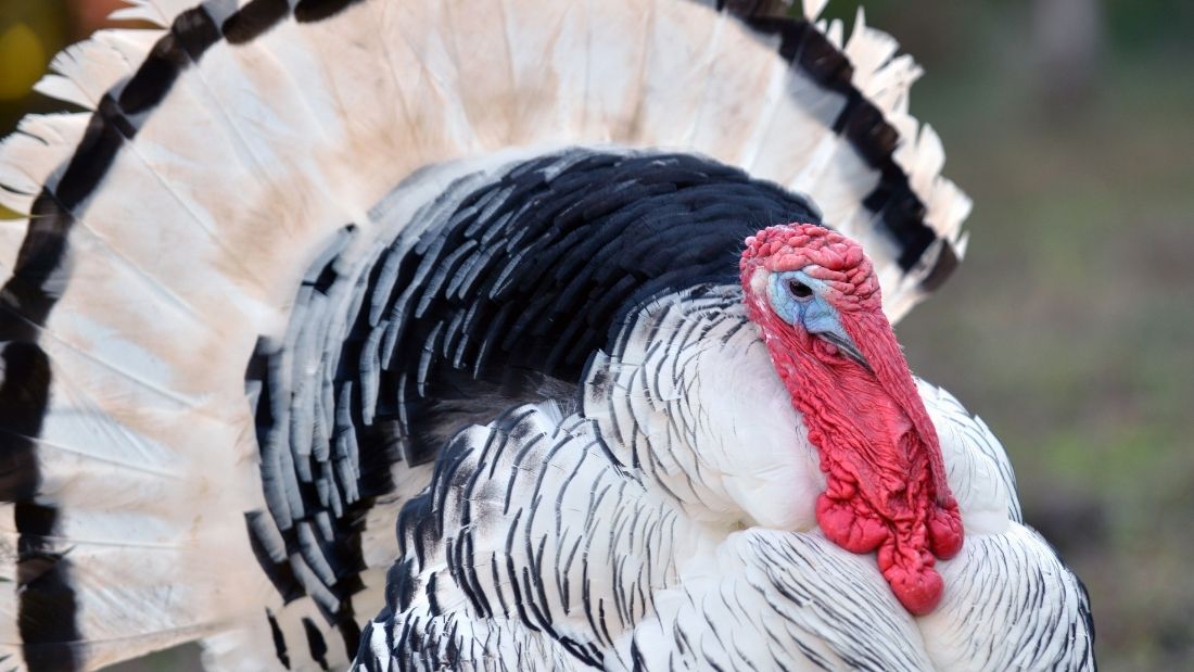 White male turkey