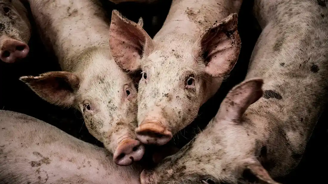 Pigs